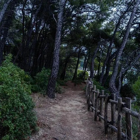 Forest Sani